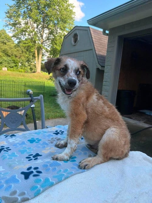 Photo of Tosh, adoptable Australian Cattle Dog/Blue Heeler in Coldwater, Michigan