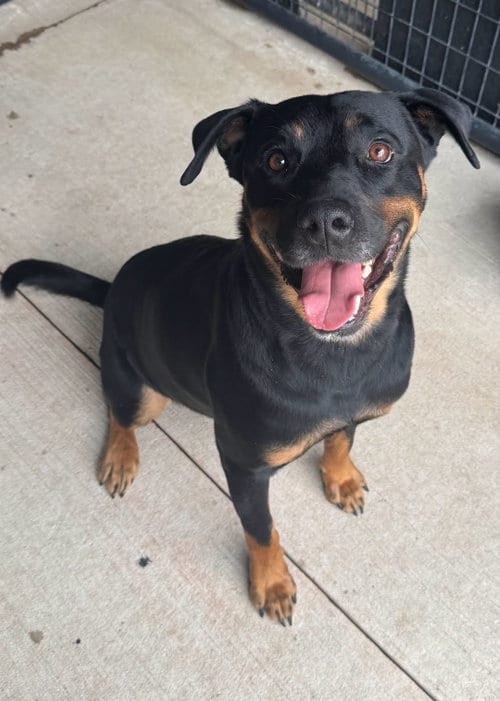 Photo of Archer, adoptable Rottweiler in Rowlett, Texas