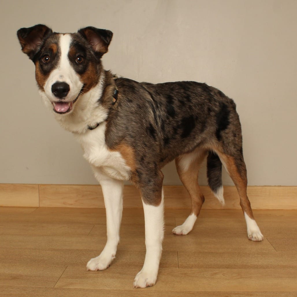 Photo of Maddie D71413, adoptable Catahoula Leopard Dog / Mixed Breed (Medium) in Minnesota, Minnesota