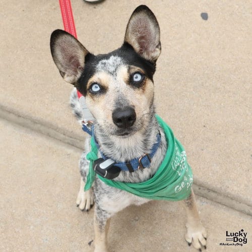 Photo of Marcella, adoptable Australian Cattle Dog/Blue Heeler in Washington, District of Columbia