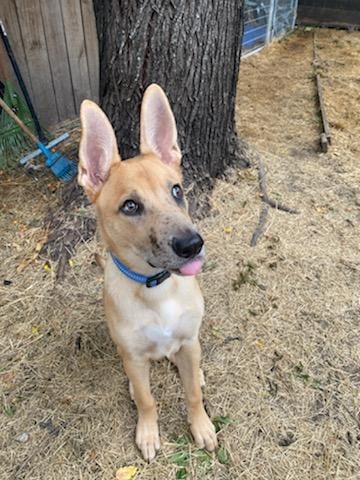 Photo of Apollo, adoptable Retriever in San Antonio, Texas