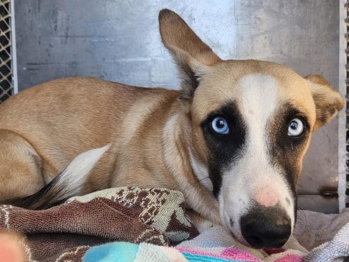 Photo of Lilah, adoptable Cardigan Welsh Corgi in Bakersfield, California