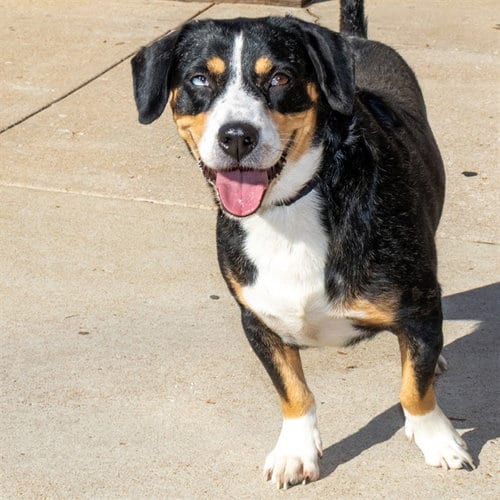 Photo of Sandra, adoptable Greater Swiss Mountain Dog in St Louis, Missouri