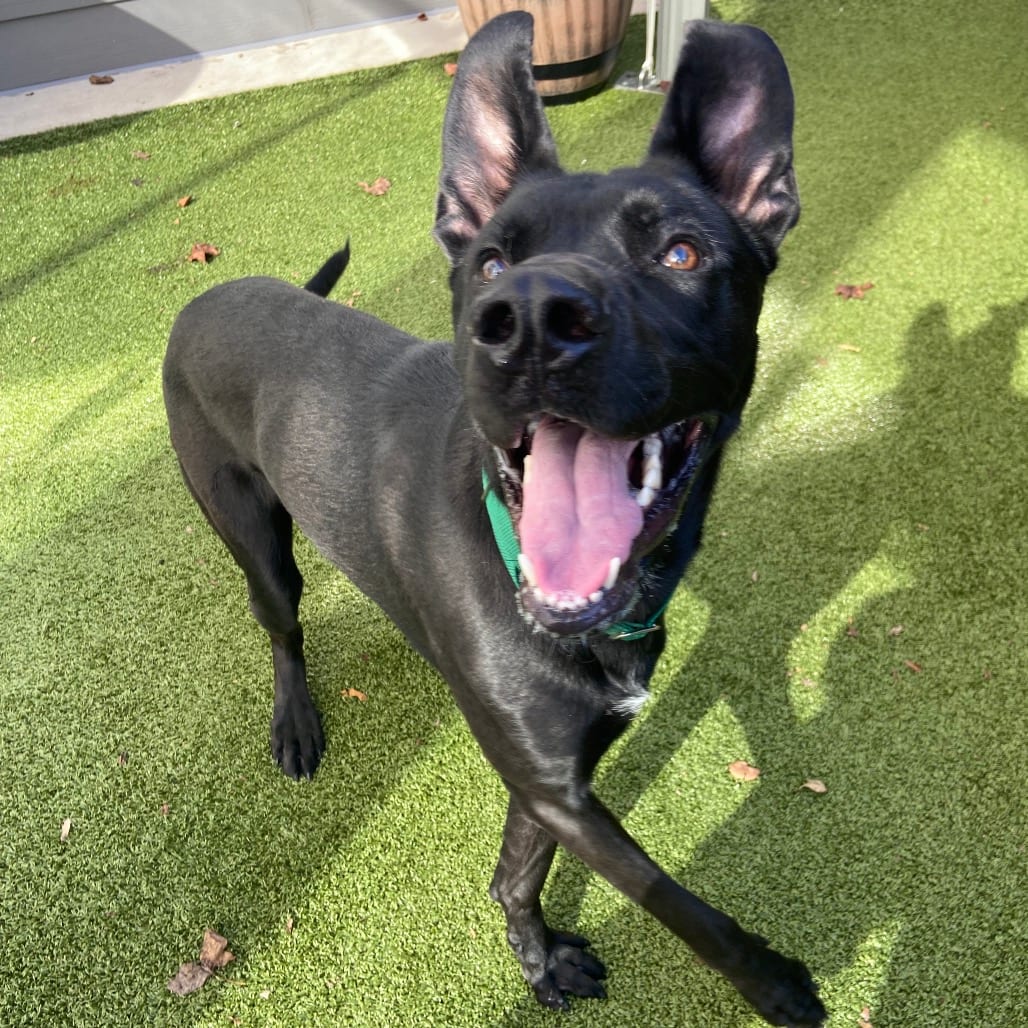 Photo of Meatball, adoptable Shepherd in Greensboro, North Carolina