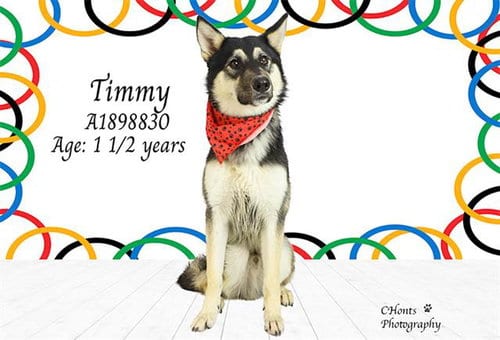 Photo of Timmy, adoptable Siberian Husky in Thousand Palms, California