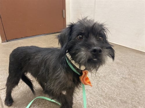 Photo of Felix, adoptable Cairn Terrier in Phoenix, Arizona