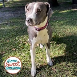Photo of Cheeto, adoptable American Bulldog Mixed Breed (Medium) in Lakeland, Florida