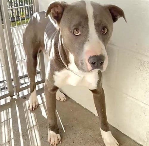 Photo of Cowpoke, adoptable Pit Bull Terrier in Houston, Texas