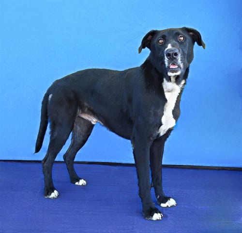 Photo of Oreo, adoptable Labrador Retriever in Baldwin Park, California
