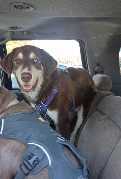 Photo of Brock, adoptable Labrador Retriever in San Juan Bautista, California