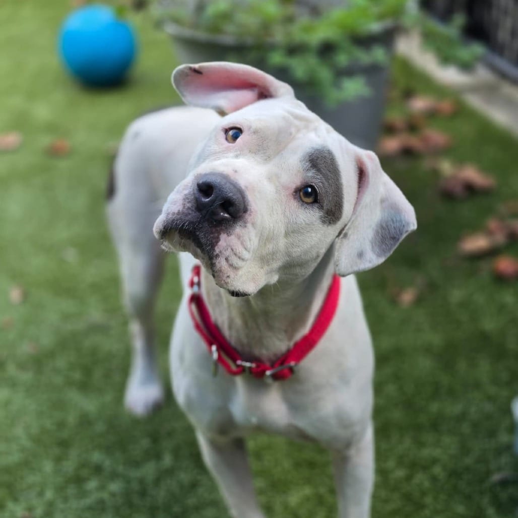 Photo of Salt, adoptable Terrier, Pit Bull in Greensboro, North Carolina