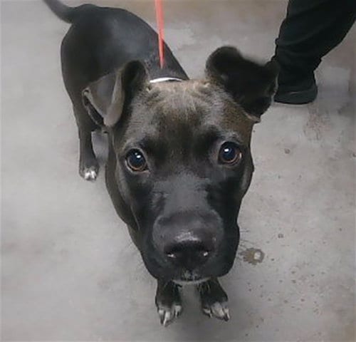 Photo of Swan, adoptable American Pit Bull Terrier in Mesa, Arizona
