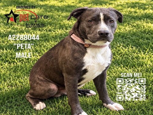 Photo of Peta, adoptable Pit Bull Terrier in Los Angeles, California