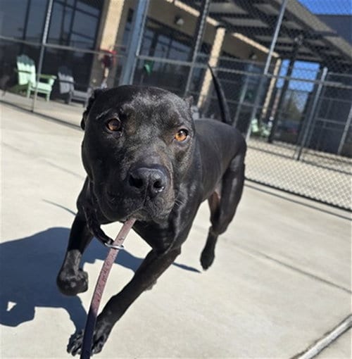 Photo of Oogie Boogie, adoptable Pit Bull Terrier in Denver, Colorado