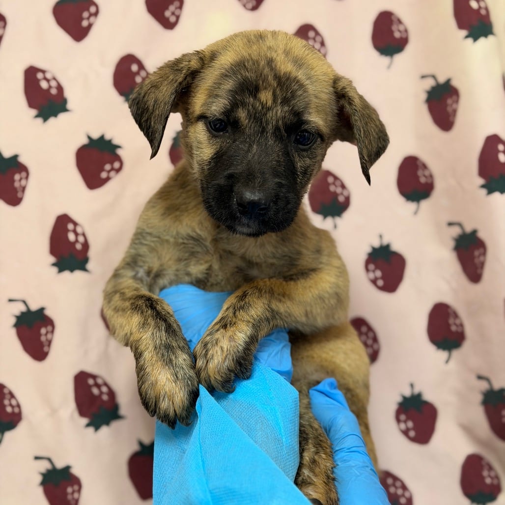 Photo of Butterfly, adoptable Retriever, Labrador / Mix in San Antonio, Texas
