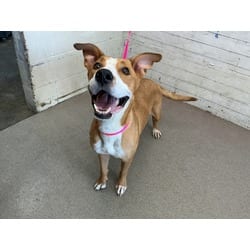 Photo of Snickers, adoptable Labrador Retriever in San Bernardino, California