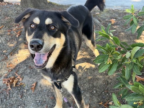 Photo of Milo, adoptable German Shepherd Dog in Santa Rosa, California