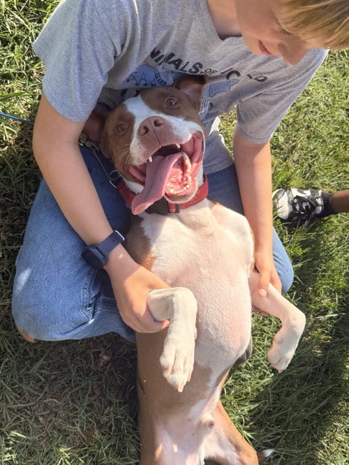 Photo of Metro, adoptable Terrier in Herndon, Virginia