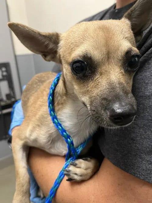 Photo of Canelo, adoptable Chihuahua in Las Vegas, Nevada