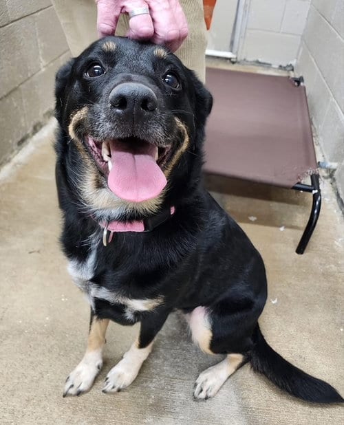 Photo of Ruby: Not at the shelter (Bethany), adoptable Australian Cattle Dog/Blue Heeler in Rustburg, Virginia