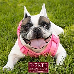 Photo of Cookie, adoptable French Bulldog in Marina del Rey, California