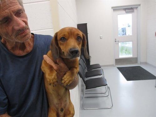 Photo of A391910, adoptable Dachshund in Ocala, Florida