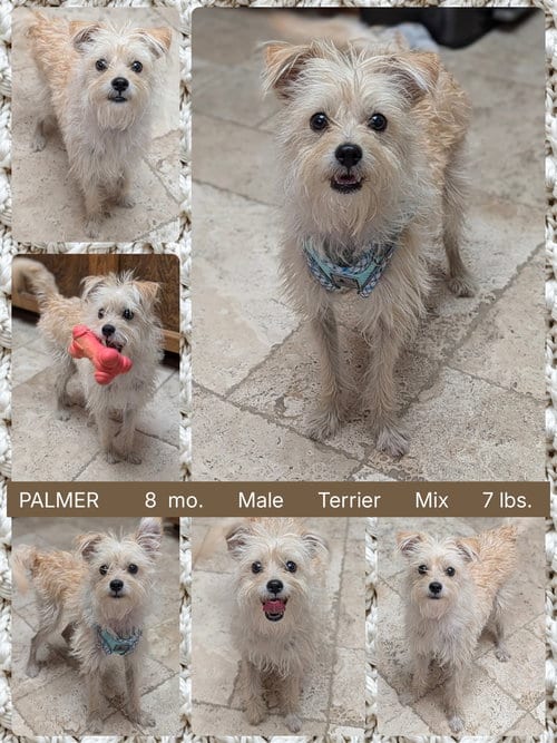 Photo of Palmer, adoptable Terrier in Mesa, Arizona