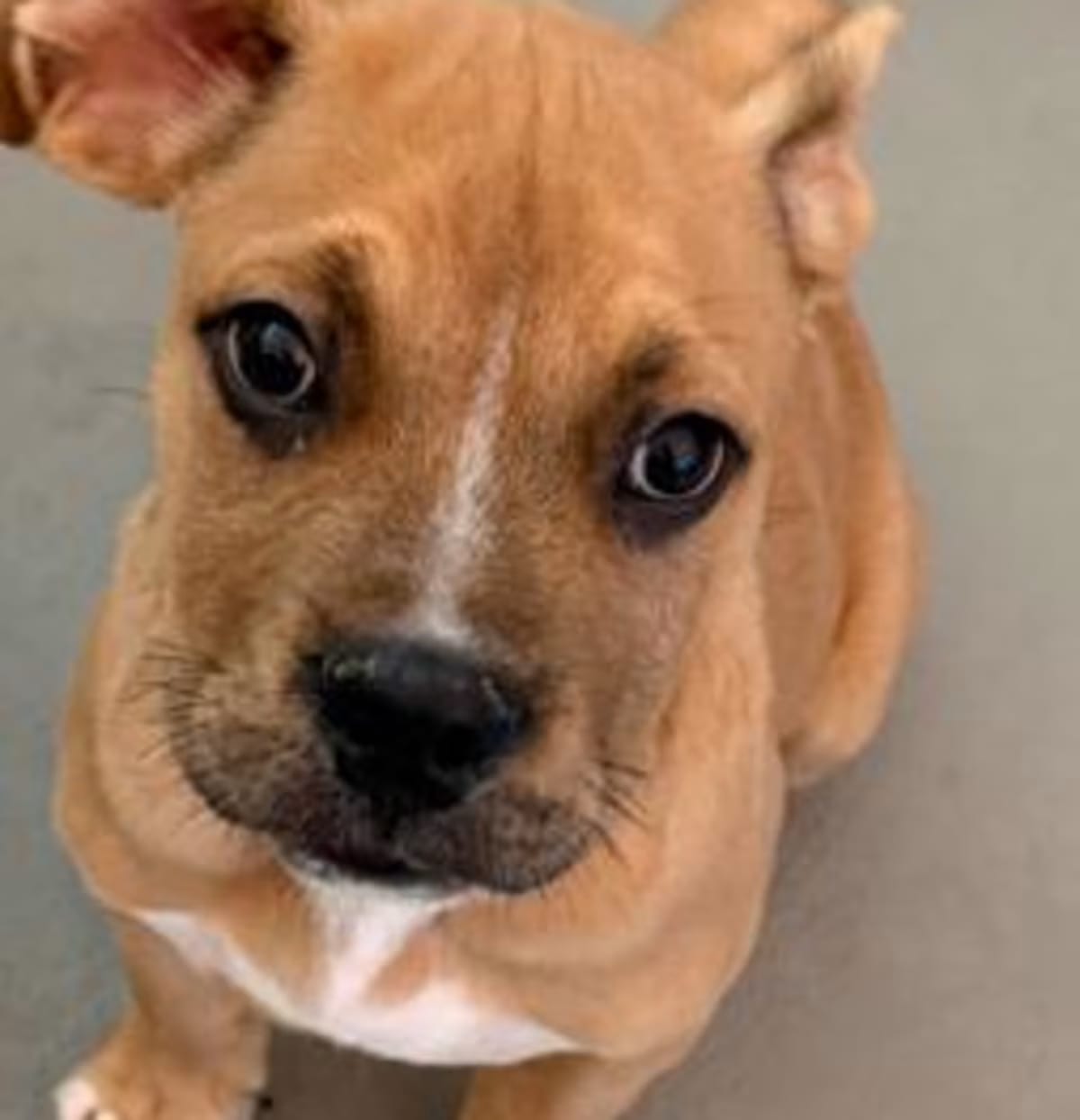 Photo of King, adoptable American Pit Bull Terrier in New Orleans, Louisiana