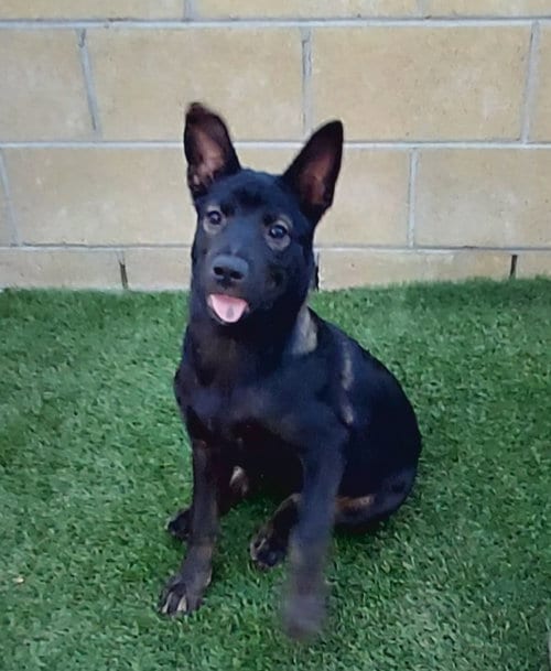 Photo of Allie, adoptable Shepherd in Cherry Valley, California