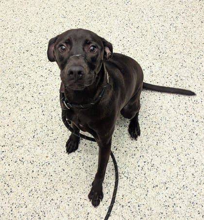 Photo of Gizmo, adoptable dog in Atlanta, Georgia