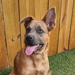 Photo of Donna KA, adoptable Shepherd (Unknown Type) Australian Cattle Dog in Hartford, Connecticut