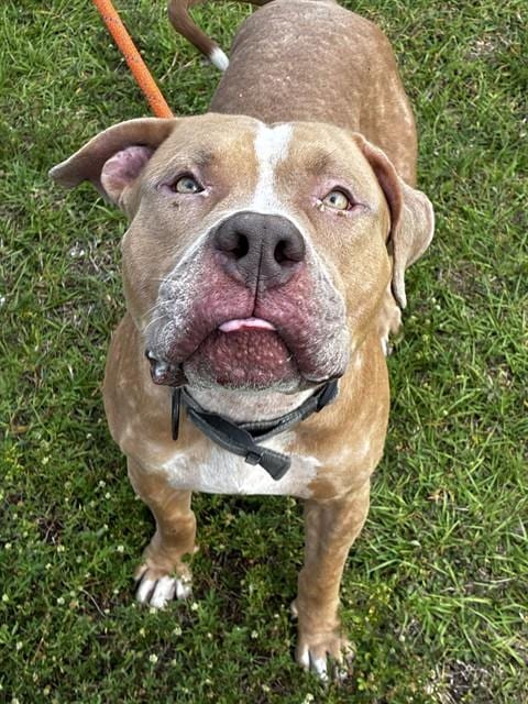 Photo of Charming, adoptable American Bulldog in Fort Lauderdale, Florida