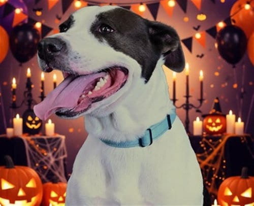 Photo of Kahlesee, adoptable Labrador Retriever in Ocala, Florida
