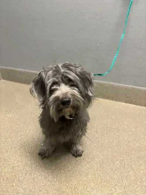 Photo of Oliver, adoptable Shih Tzu in Las Vegas, Nevada