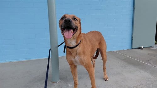 Photo of Tyra, adoptable Boxer in Baldwin Park, California