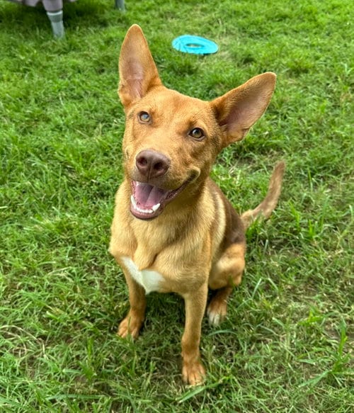 Photo of Aerosmith, adoptable Shepherd in Evansville, Indiana