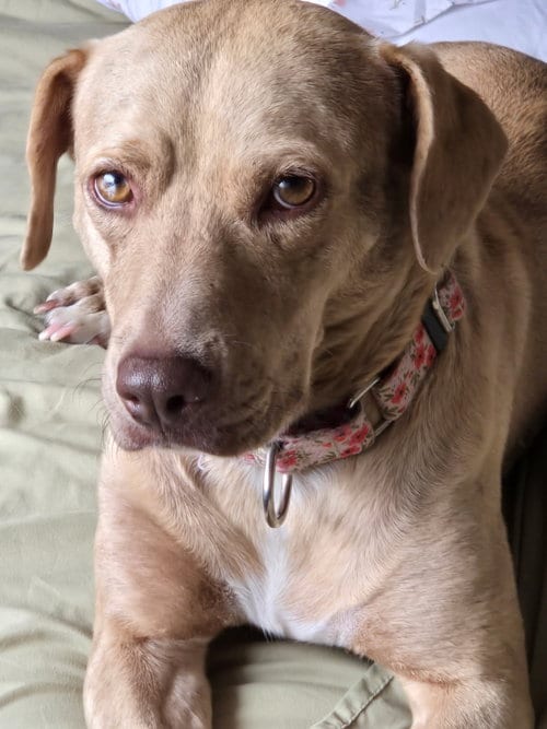 Photo of Sadie, adoptable Chesapeake Bay Retriever in Sparks, Nevada