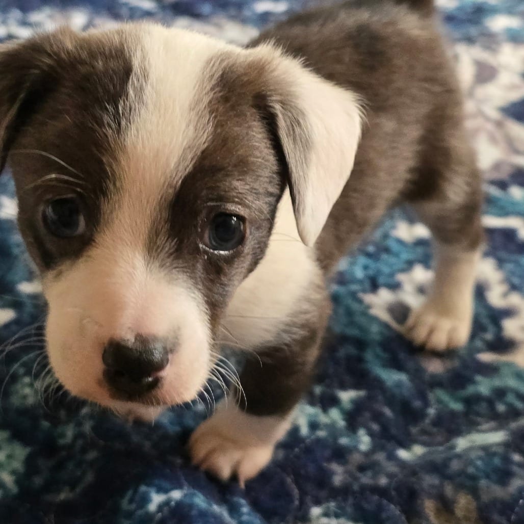 Photo of Pepper, adoptable Chihuahua / Mixed Breed (Small) in Fairfax Station, Virginia