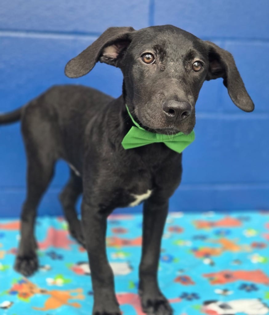 Photo of James (Big Time Rush x4), adoptable Labrador Retriever in Hartsville, South Carolina