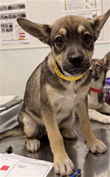 Photo of Ramona, adoptable Husky in Los Angeles, California