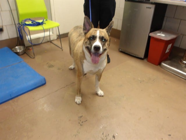 Photo of Estrella, adoptable Siberian Husky mix in Chicago, Illinois