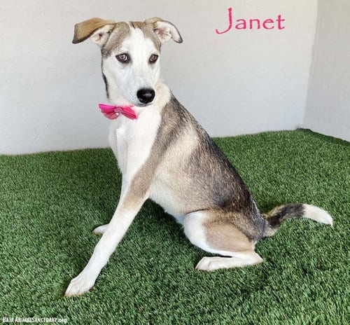 Photo of Janet, adoptable Labrador Retriever in San Diego, California