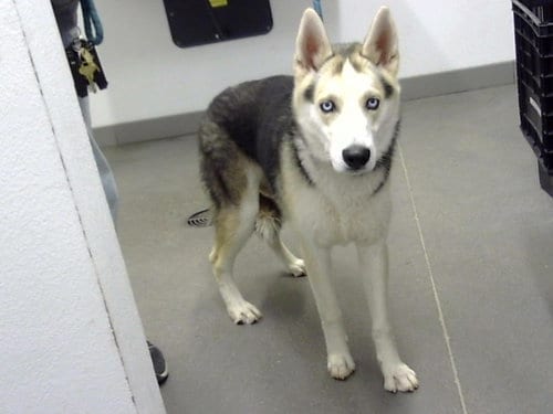 Photo of Hercules, adoptable Siberian Husky in Mesa, Arizona