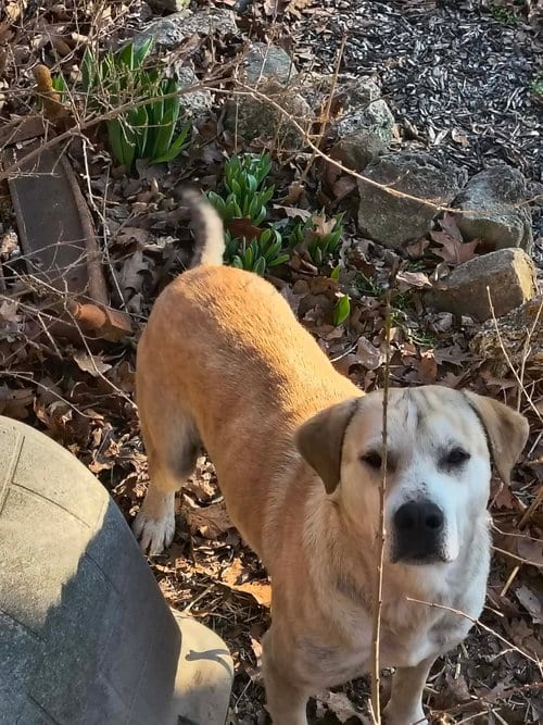 Photo of Dodger, adoptable Shepherd in Stover, Missouri