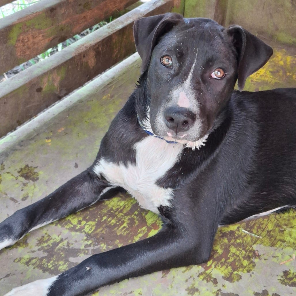 Photo of Donny Osmund, adoptable Retriever, Labrador / Terrier, American Staffordshire in San Antonio, Texas