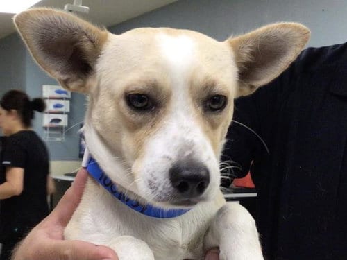 Photo of Ray, adoptable Chihuahua in Riverside, California