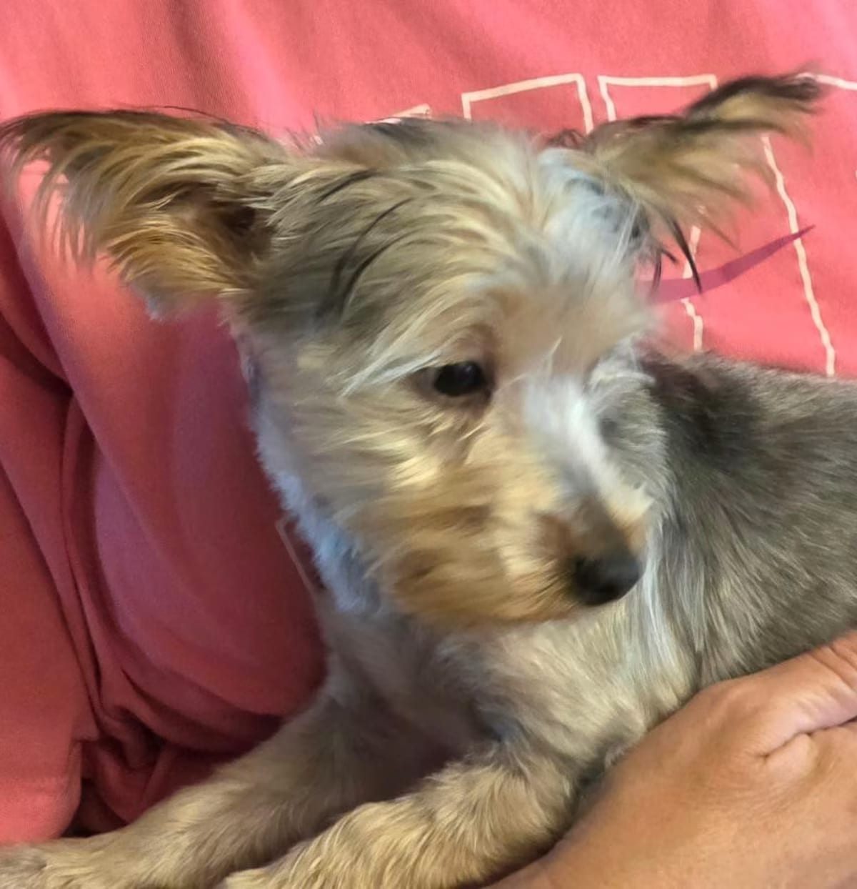 Photo of Sidney, adoptable Yorkie, Yorkshire Terrier in Parsippany, New Jersey