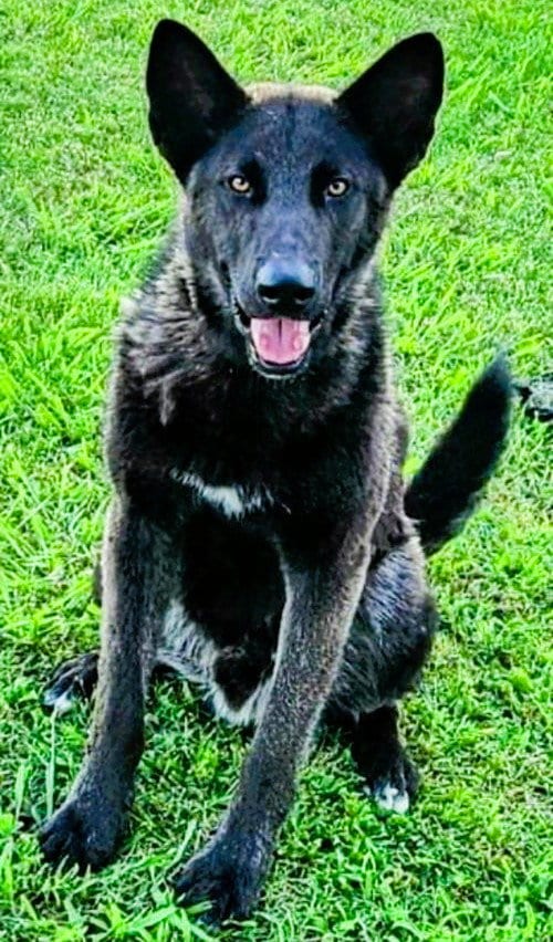Photo of Black Jack, adoptable Shepherd in Fallbrook, California