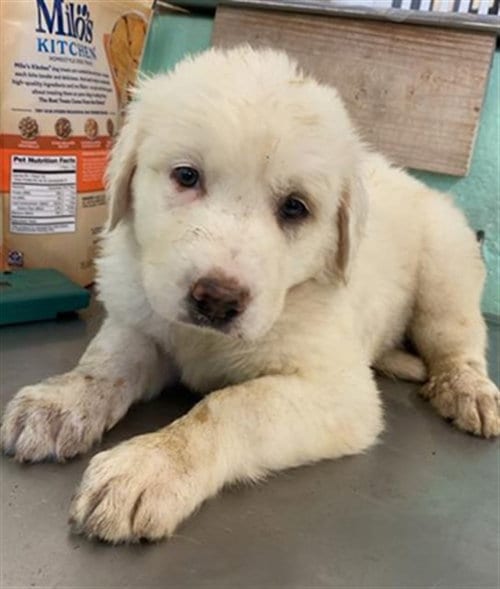 Photo of Star, adoptable Anatolian Shepherd in Sacramento, California