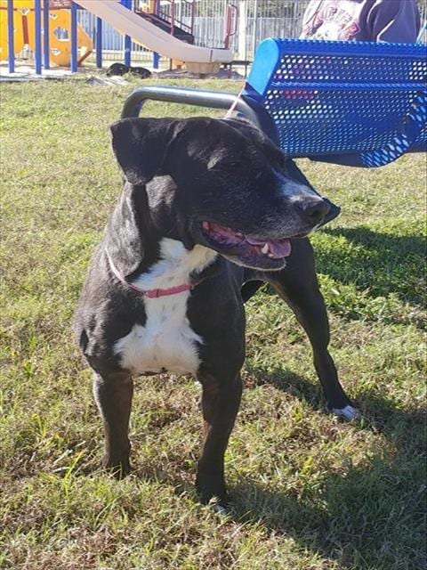 Photo of Gammy, adoptable Labrador Retriever in Pasadena, Texas
